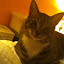 cats_chance_2011_06_10_01.jpg cats_chance_2011_06_10_01.jpg