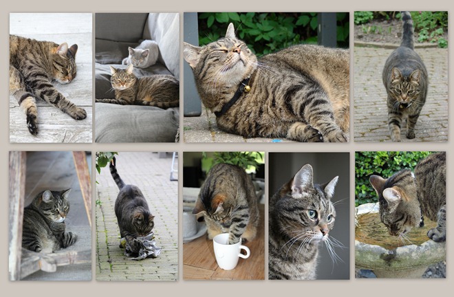 kitty 2