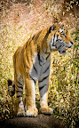 Tiger Tiger