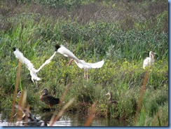 6455 Texas, South Padre Island - Birding and Nature Center -White Ibis & Mottled ducks