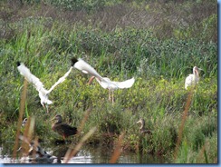 6455 Texas, South Padre Island - Birding and Nature Center -White Ibis & Mottled ducks 6455 Texas, South Padre Island - Birding and Nature Center -White Ibis & Mottled ducks