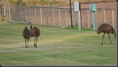 emus 005