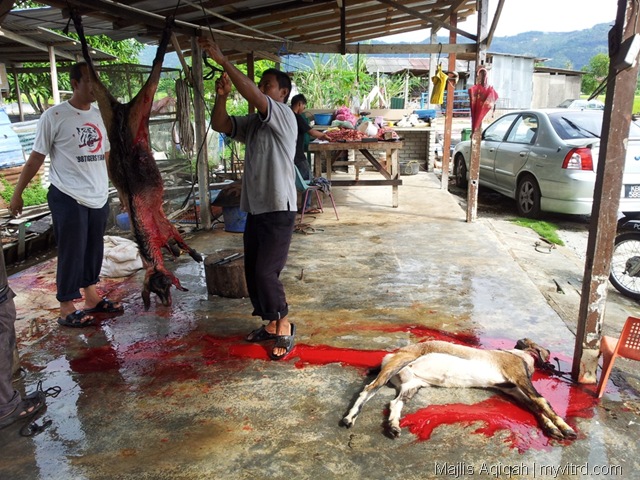 [Kambing%2520aqiqah%25204.jpg]