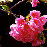Lijiang - flowers...