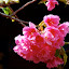 Lijiang - flowers...