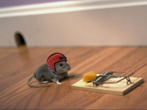 [mouse_trap-%255B68%255D.jpg]