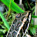 Pickerel Frog