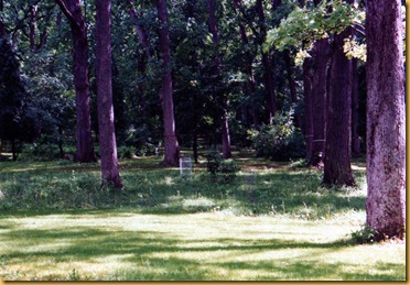 Woodsy Domicile 6 Crane Rd Backyard