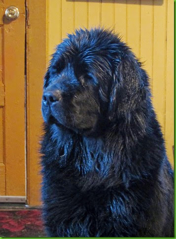 newfoundland puppies craigslist