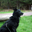 samson_sitzend_1_forum.jpg