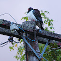 Kereru, New Zealand native wood pigeon