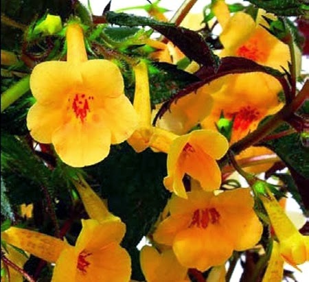 [Achimenes-Yellow-Beauty2.jpg]
