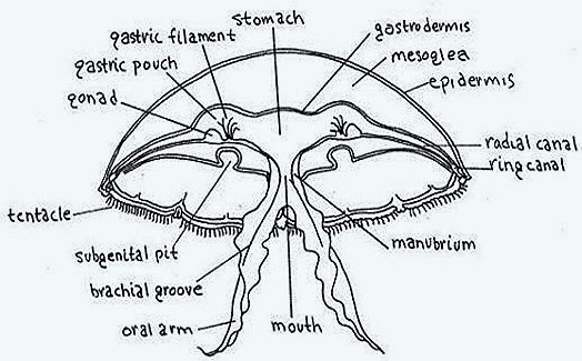 diagram of jelly fish jelly fish structure of aurelia biozoom diagram of jelly fish jelly fish structure of aurelia biozoom
