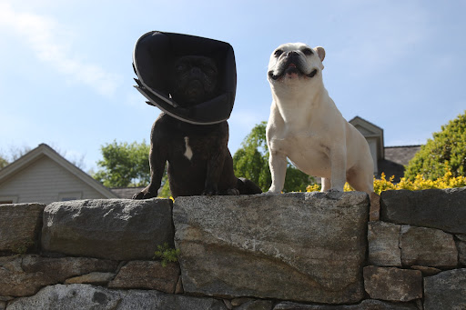 Yes, Sharkey.  Even with my cone on, I still can enjoy the sun!  This stone wall is one of my favorite places to sit.