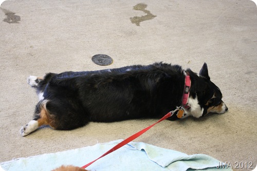 Sasha tired