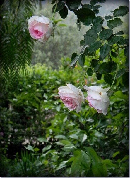 DSCN3011 2 DSCN3011 2
