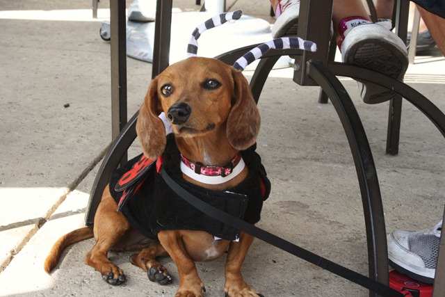 Dogtoberfest 031