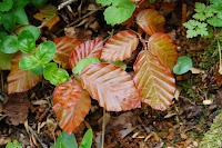 2014 április 26 Kámoni arborétum Fagus siyvatica Atropunicea Vérbükk.jpg