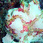 Anilao frogfish