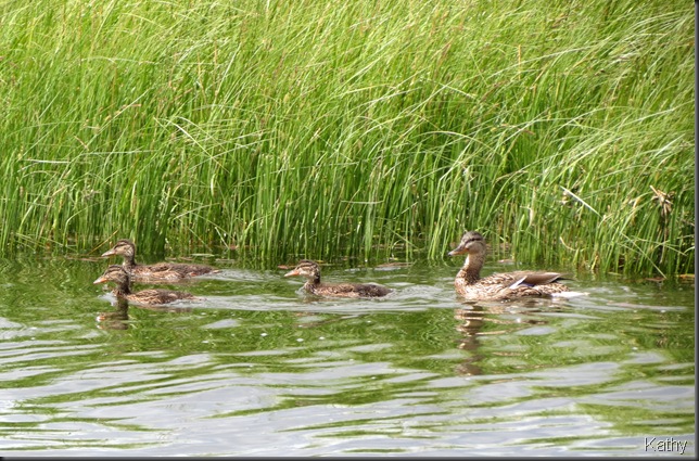 Mallard family