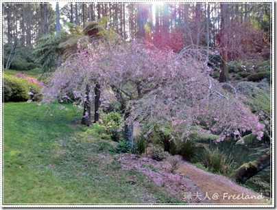 hanami hanami