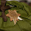 Green-brown package zoom.JPG