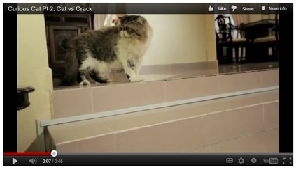 cat cat