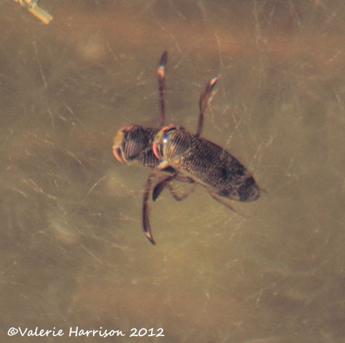 [water-boatman%255B2%255D.jpg]