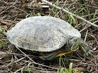 [turtle%255B3%255D.jpg]