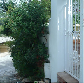 The entrance from the street: 10 stairs. This entrance door ist being used by both apartments in the house.