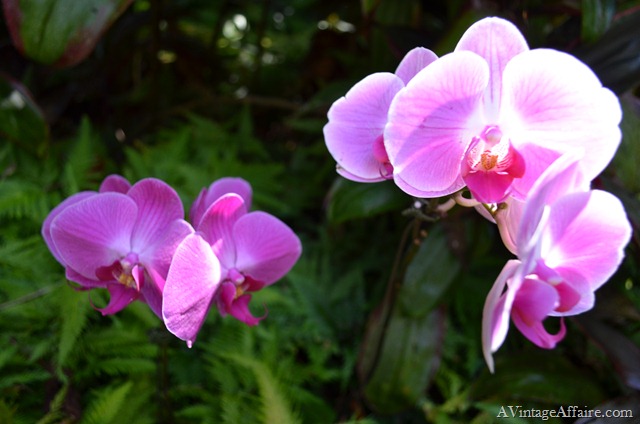 [DSC_0223%255B12%255D.jpg]