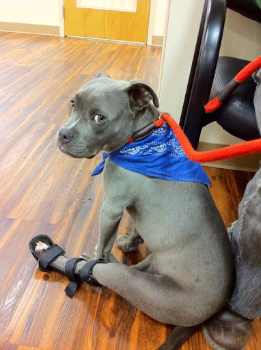 Trip has since graduated from a cast to a splint and her routine consists of daily stretching/walking exercises with weekly physical therapy sessions.