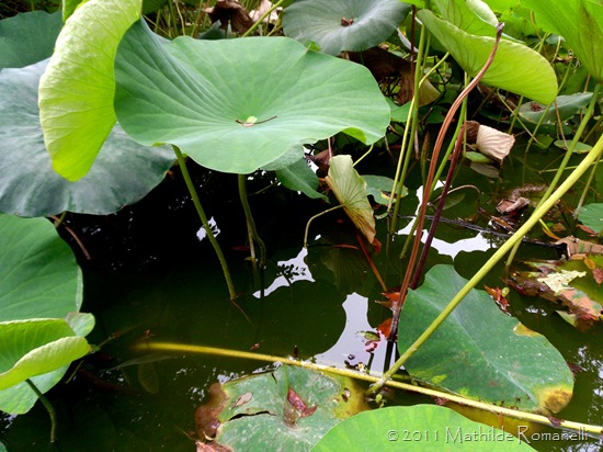 Lotus et Nénufar Lotus et Nénufar
