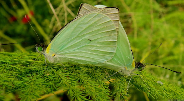 Couple de Leptophobia aripa balidia (BOISDUVAL, 1836). Environs de Curitiba (Paraná), 20 juillet 2013. Photo : Mauricio Skrock