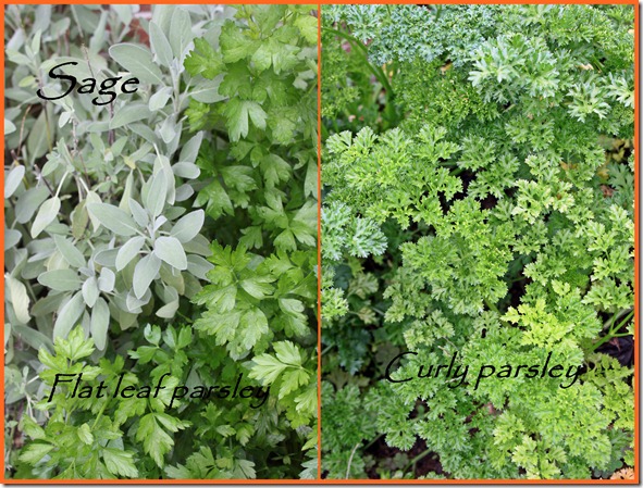XXX2collageherb