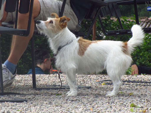 “A bone to the dog is not charity. Charity is the bone shared with the dog, when you are just as hungry as the dog.” 
― Jack London