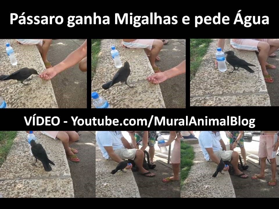 [P%25C3%25A1ssaro%2520ganha%2520Migalhas%2520e%2520pede%2520%25C3%2581gua%255B3%255D.jpg]