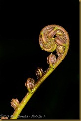 Fern Head Fern Head