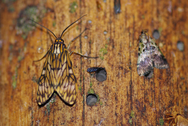 Arctiidae : Ctenuchini : Eucereon bricenoi ROTHSCHILD, 1912. Los Cedros, 1400 m, Montagnes de Toisan, Cordillère de La Plata (Imbabura, Équateur), 18 novembre 2013. Photo : J.-M. Gayman