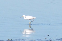 cape Cod 8.2013 white egret at beach