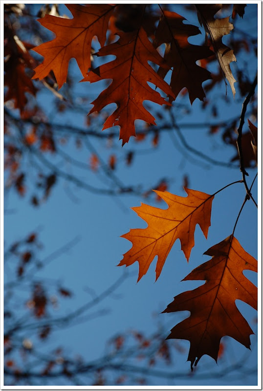 oak2 (1)