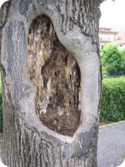 Ferite-alberi1 Ferite-alberi1