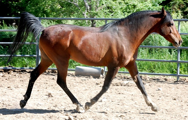 [horses201152.jpg]