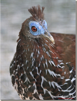 bird bird