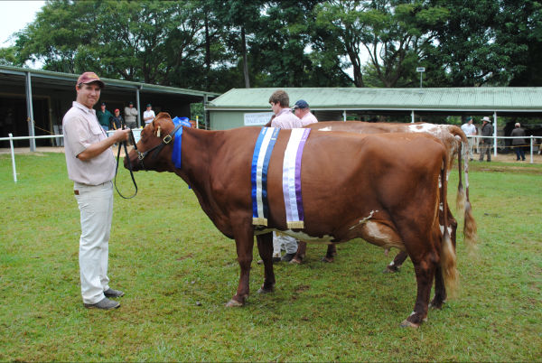 Supreme Udder - Rosedale Bygold Belle 2306 (Ledger Family).JPG