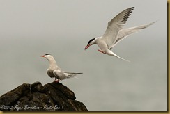 Common Tern