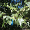 Grey birch