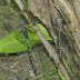 Dragonflies.dscn5038