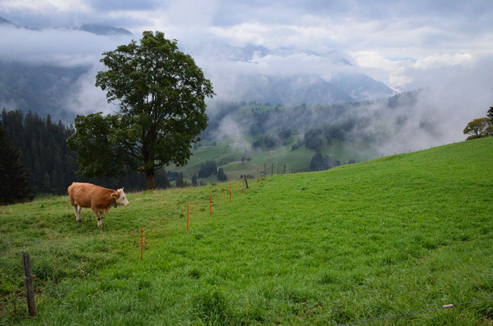 [cow3%255B1%255D.jpg]