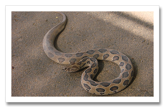 Asia Deadliest Snake